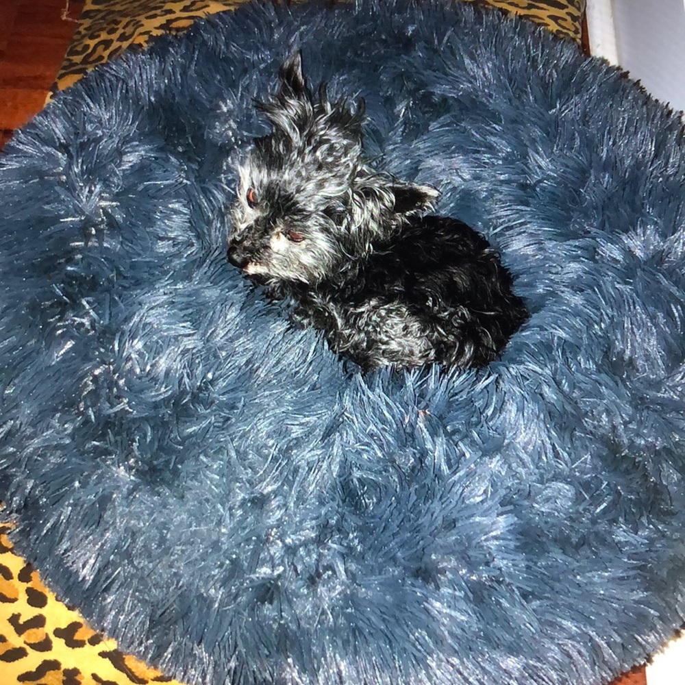 Meet your Posher, Patsy - Picture 3 of 5